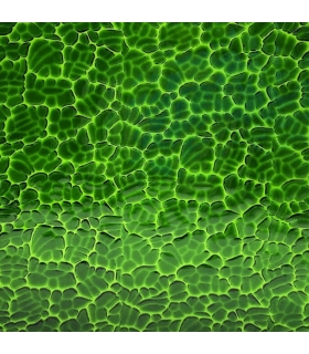 Verre WISSMACH - WS320FIG