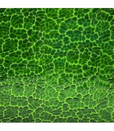 Verre WISSMACH - WS320FIG