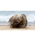 test Laure