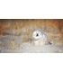 test Laure