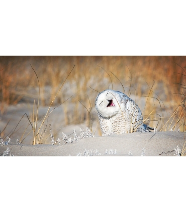 test Laure