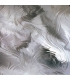 CLAIR BAROQUE